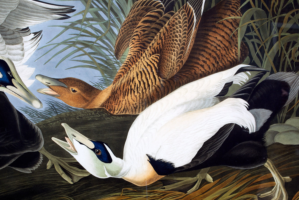 Audubon Eider Duck Plate #246 Havell Oppenheimer Edition