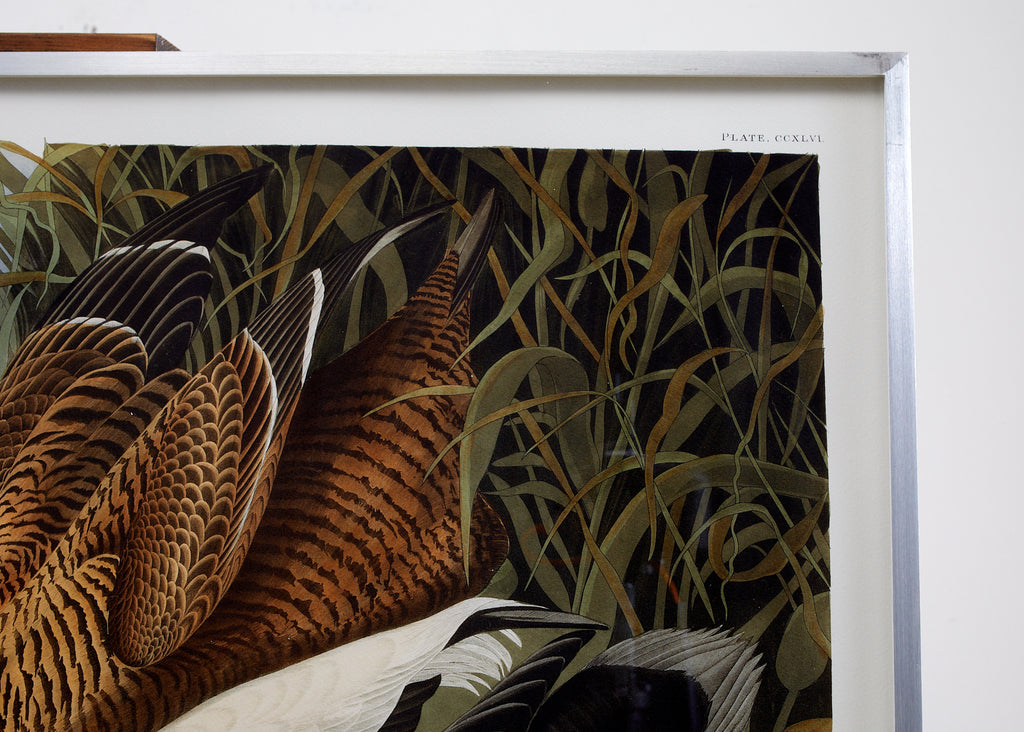 Audubon Eider Duck Plate #246 Havell Oppenheimer Edition