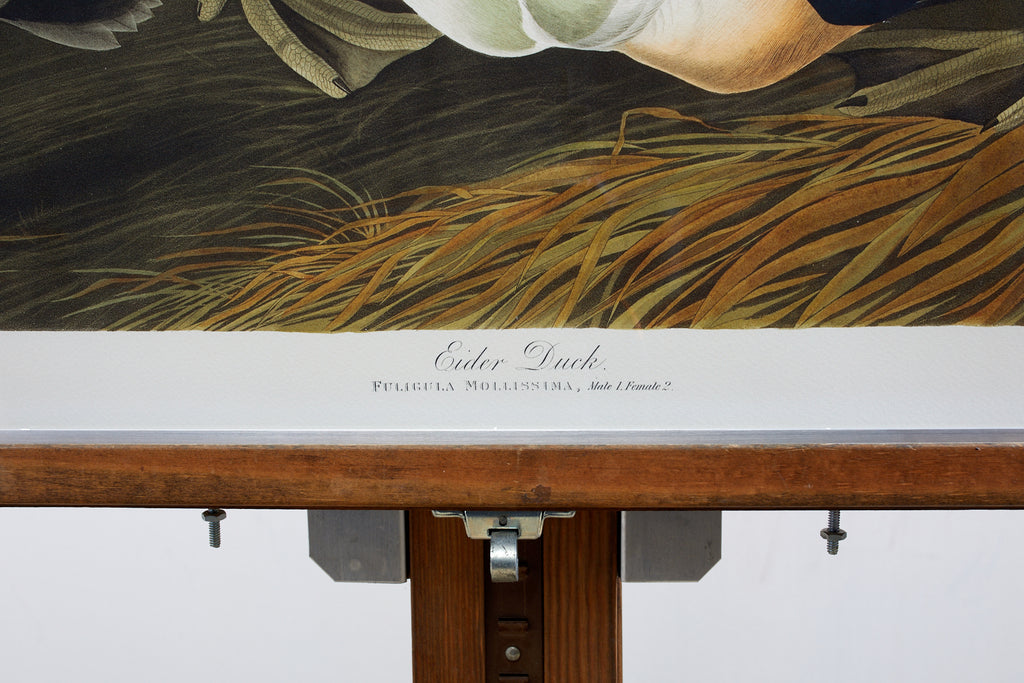 Audubon Eider Duck Plate #246 Havell Oppenheimer Edition