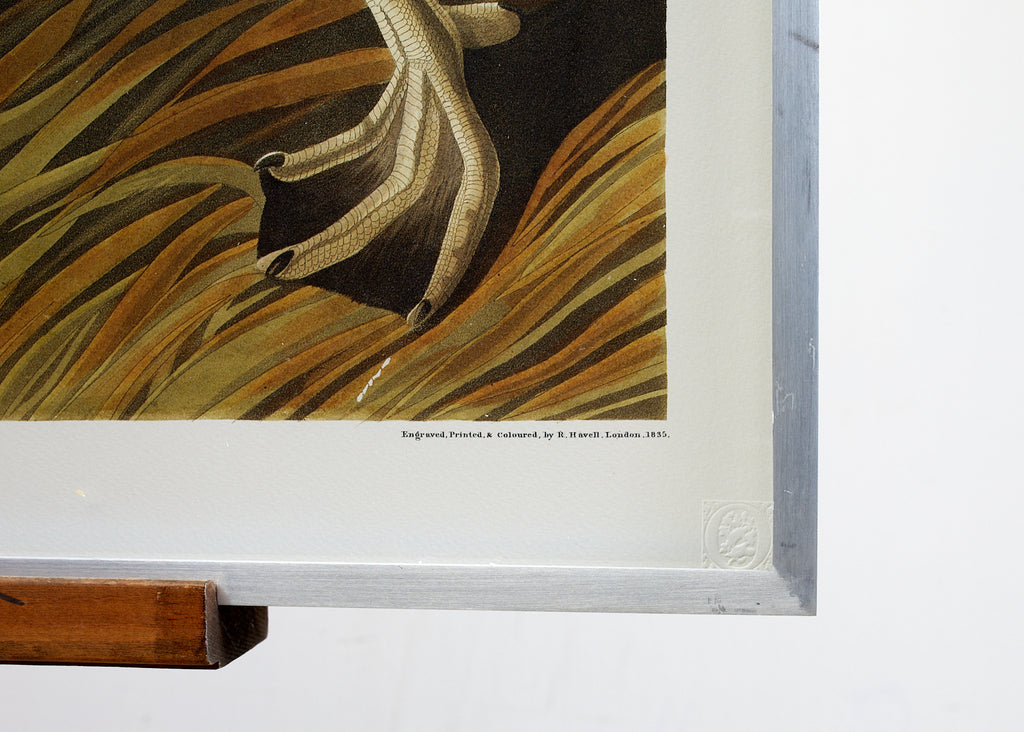 Audubon Eider Duck Plate #246 Havell Oppenheimer Edition