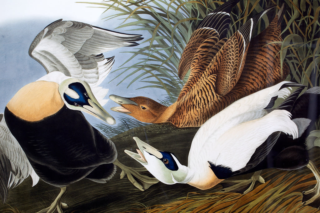 Audubon Eider Duck Plate #246 Havell Oppenheimer Edition