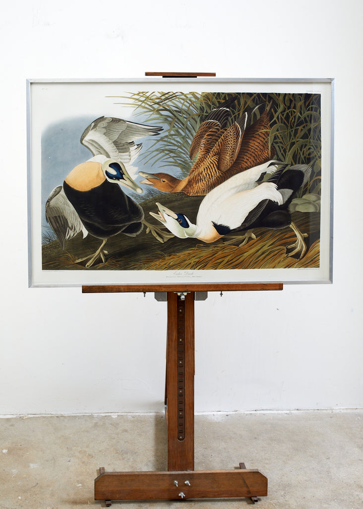 Audubon Eider Duck Plate #246 Havell Oppenheimer Edition