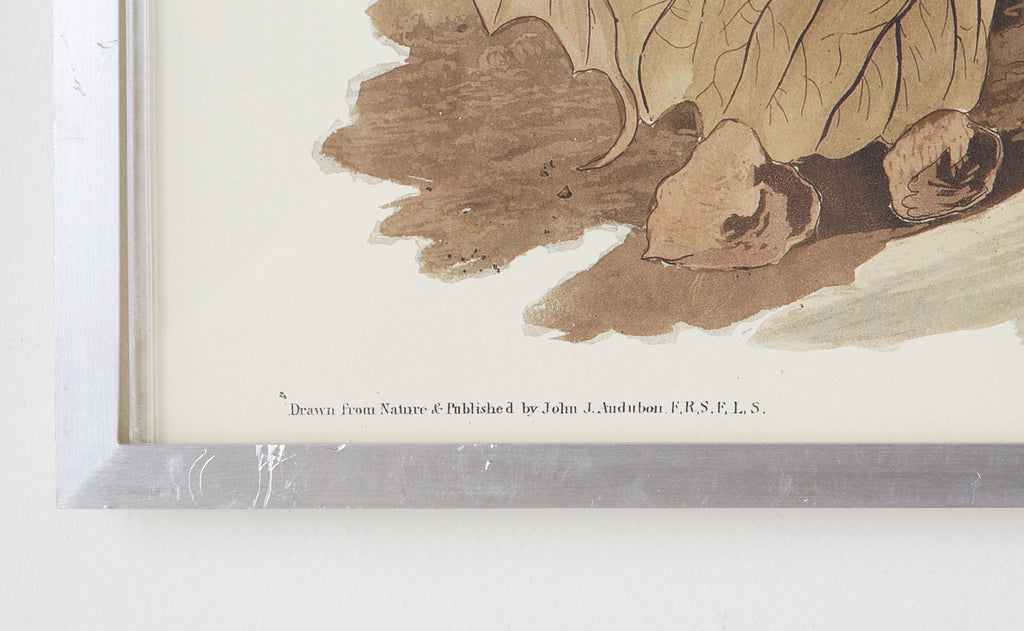 Audubon Ruffed Groüse Plate #41 Havell Edition