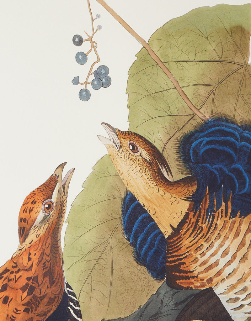 Audubon Ruffed Groüse Plate #41 Havell Edition