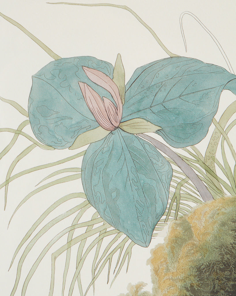 Audubon Ruffed Groüse Plate #41 Havell Edition