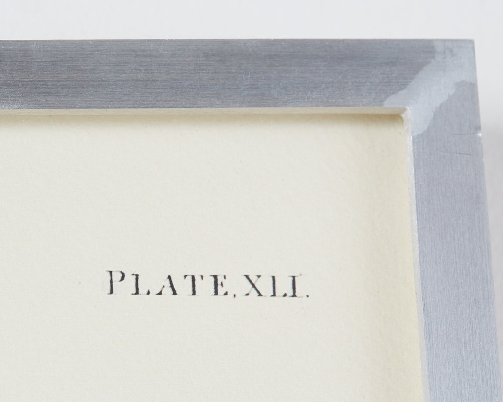 Audubon Ruffed Groüse Plate #41 Havell Edition