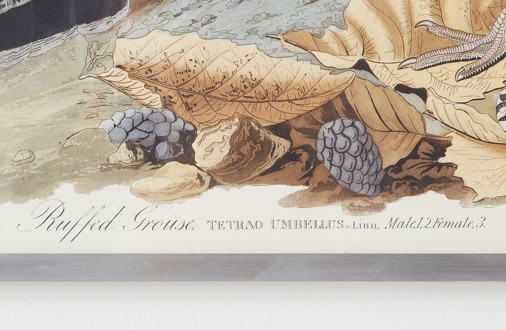 Audubon Ruffed Groüse Plate #41 Havell Edition