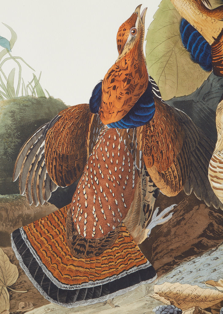 Audubon Ruffed Groüse Plate #41 Havell Edition