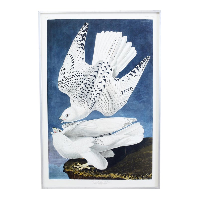 Audubon Iceland or Jer Falcon Plate #366 Havell Oppenheimer Edition