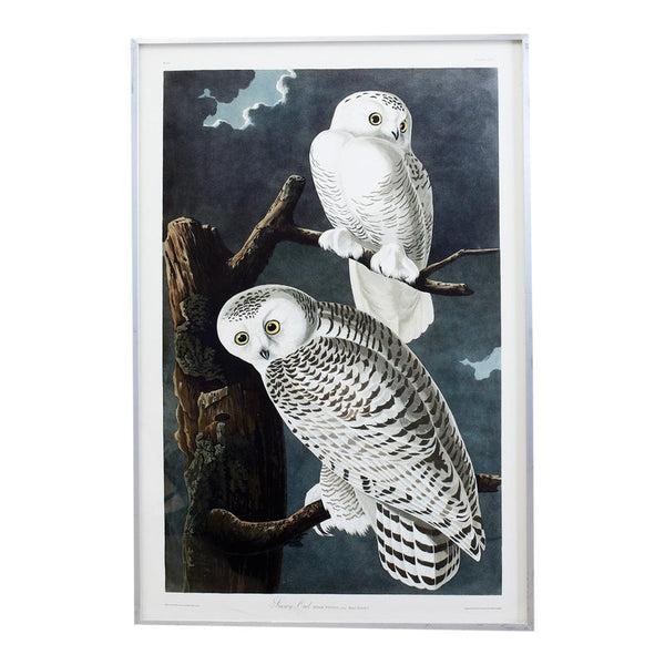 てぃんくる】SNOWY OWL DX-