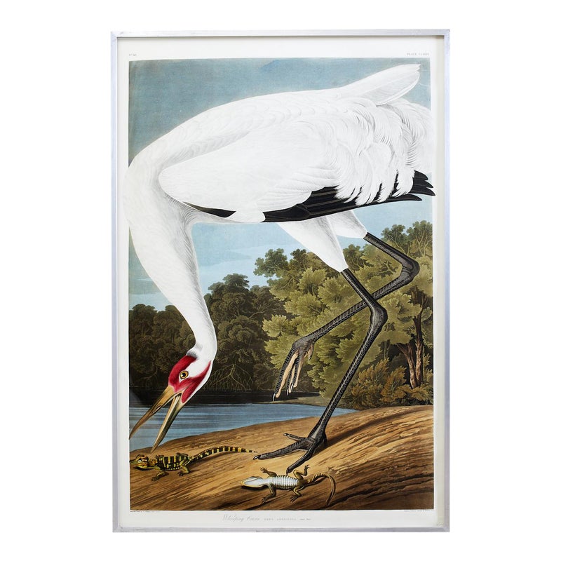 Audubon Whooping Crane Plate #226 Havell Oppenheimer Edition
