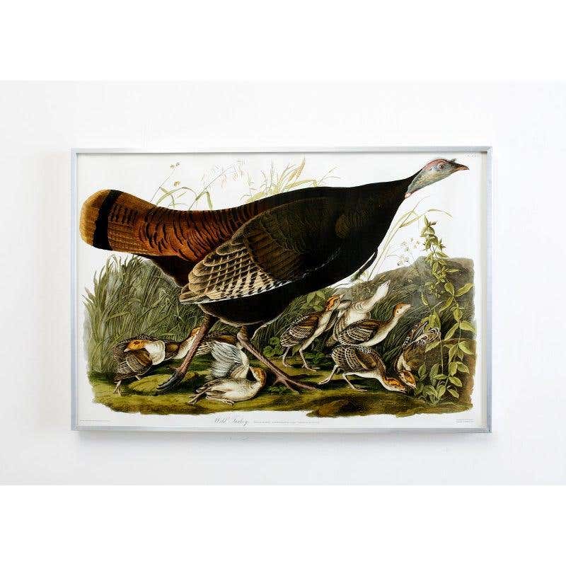 Wild Turkey Plate #6 Havell Oppenheimer Edition