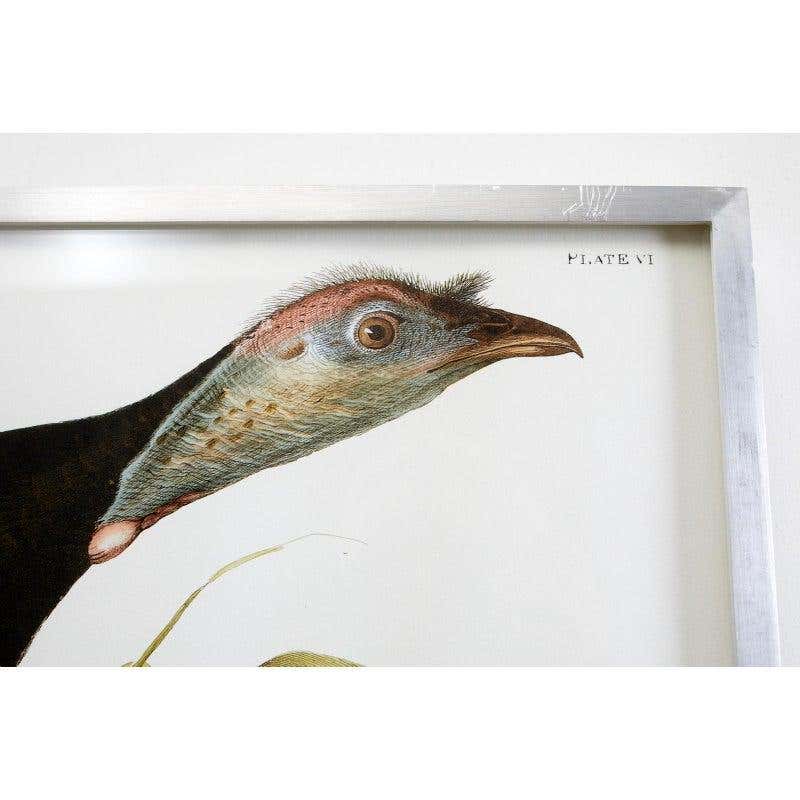 Wild Turkey Plate #6 Havell Oppenheimer Edition