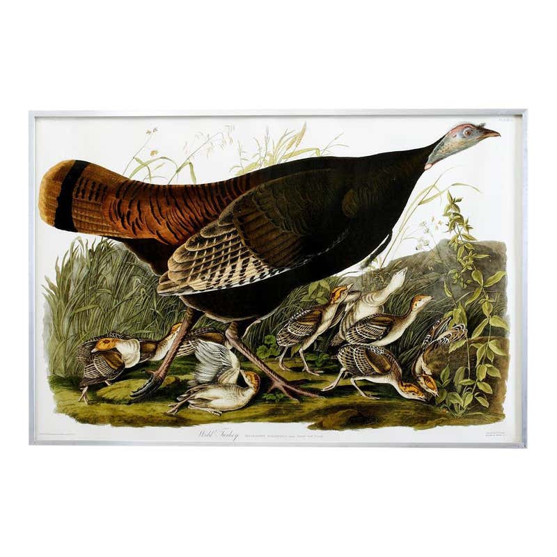 Wild Turkey Plate #6 Havell Oppenheimer Edition