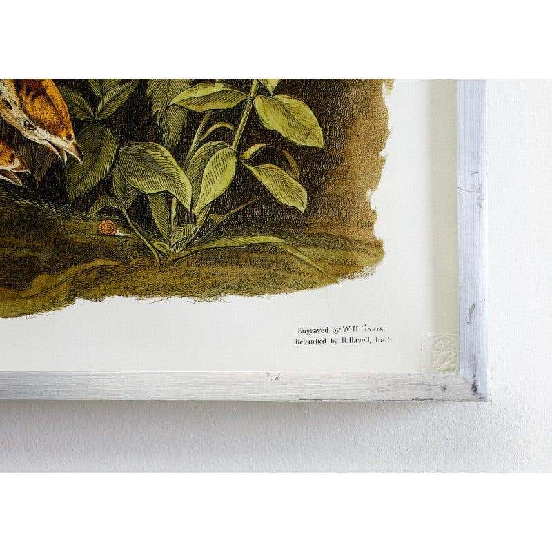 Wild Turkey Plate #6 Havell Oppenheimer Edition