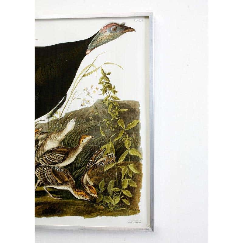 Wild Turkey Plate #6 Havell Oppenheimer Edition