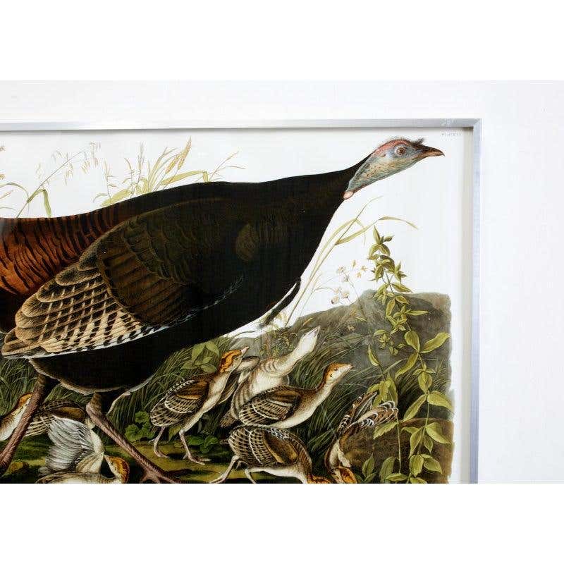 Wild Turkey Plate #6 Havell Oppenheimer Edition