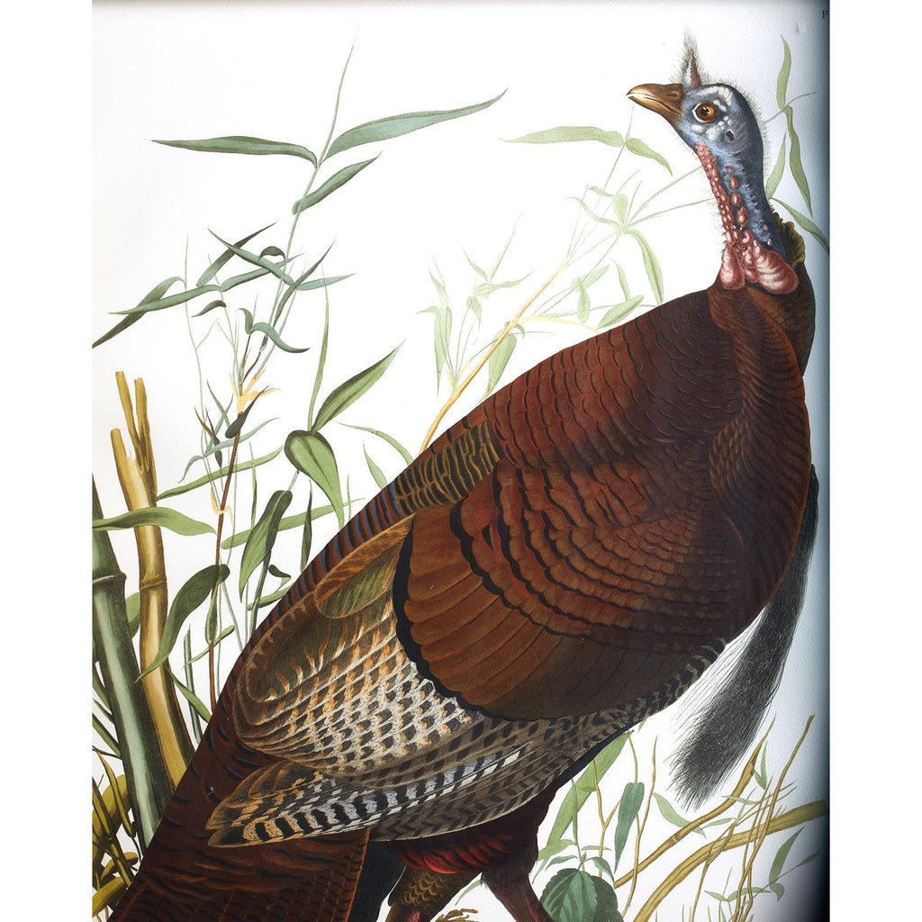 Wild Turkey Plate #1 Havell Oppenheimer Edition