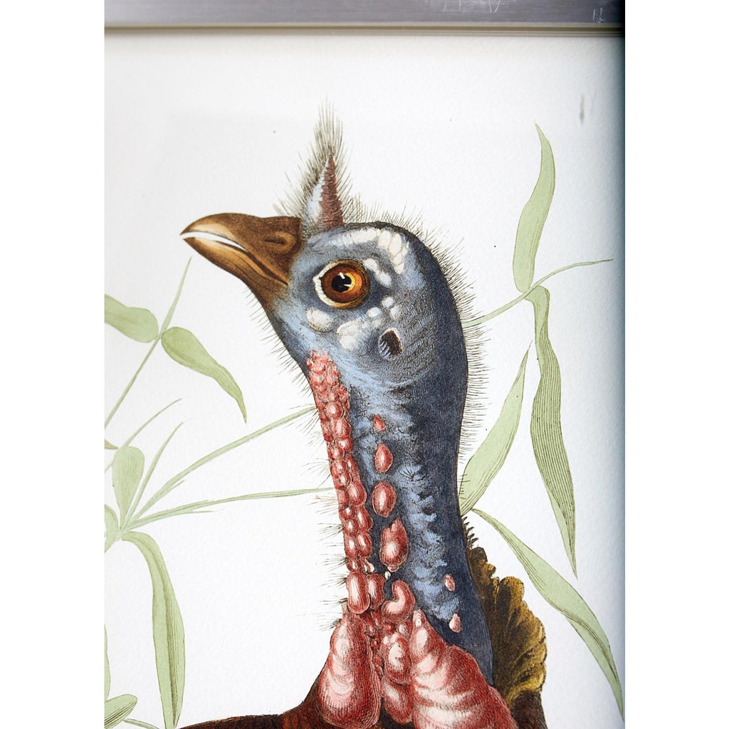 Wild Turkey Plate #1 Havell Oppenheimer Edition