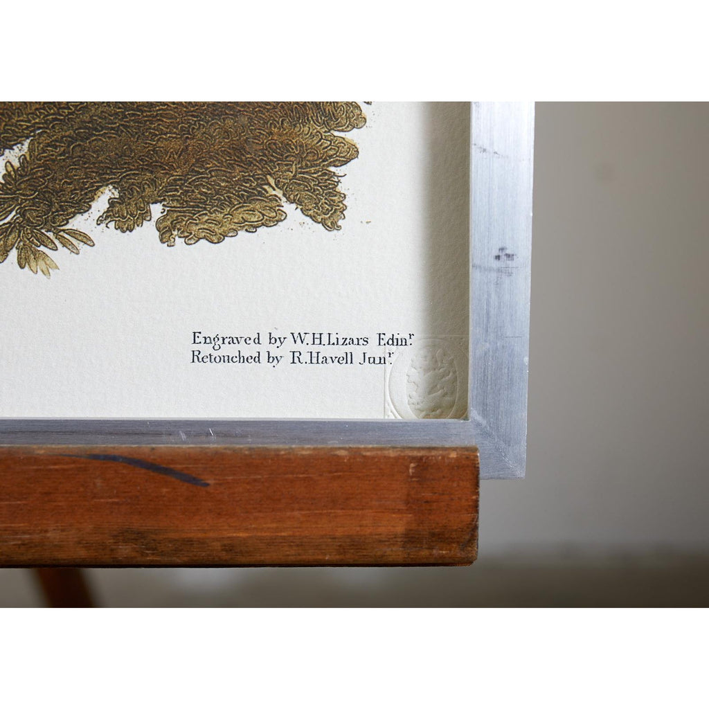 Wild Turkey Plate #1 Havell Oppenheimer Edition