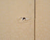 Japanese Showa Four Panel Screen Spring River Landscape 5 Ft.