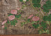 Japanese Edo Six Panel Screen Chrysanthemums on Silver Leaf