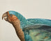 Pair Jacques Barraband Hand Colored Ornithological Bird Prints