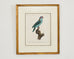 Pair Jacques Barraband Hand Colored Ornithological Bird Prints