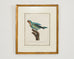 Pair Jacques Barraband Hand Colored Ornithological Bird Prints