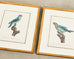Pair Jacques Barraband Hand Colored Ornithological Bird Prints