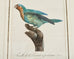 Pair Jacques Barraband Hand Colored Ornithological Bird Prints