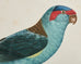 Pair Jacques Barraband Hand Colored Ornithological Bird Prints