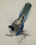 Edward Lear "Brown's Parakeet" Hand-Colored Lithograph 1830s