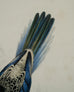 Edward Lear "Brown's Parakeet" Hand-Colored Lithograph 1830s