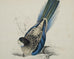 Edward Lear "Brown's Parakeet" Hand-Colored Lithograph 1830s