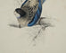 Edward Lear "Brown's Parakeet" Hand-Colored Lithograph 1830s
