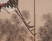 Japanese Style Showa Four-Panel Screen Cranes in Pine Trees