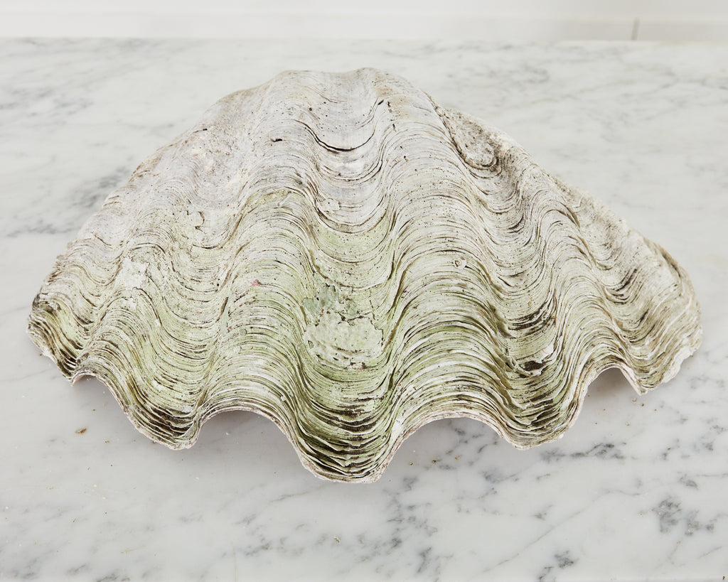 Natural South Pacific Ocean Giant Clam Shell – Erin Lane Estate