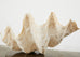 Natural South Pacific Giant Clam Shell Specimen