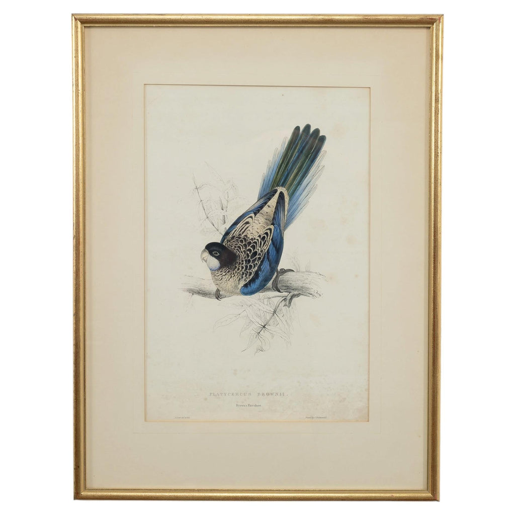 Edward Lear "Brown's Parakeet" Hand-Colored Lithograph 1830s
