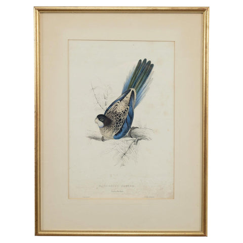 Edward Lear "Brown's Parakeet" Hand-Colored Lithograph 1830s