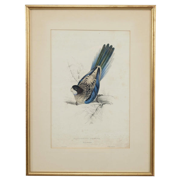 Edward Lear "Brown's Parakeet" Hand-Colored Lithograph 1830s