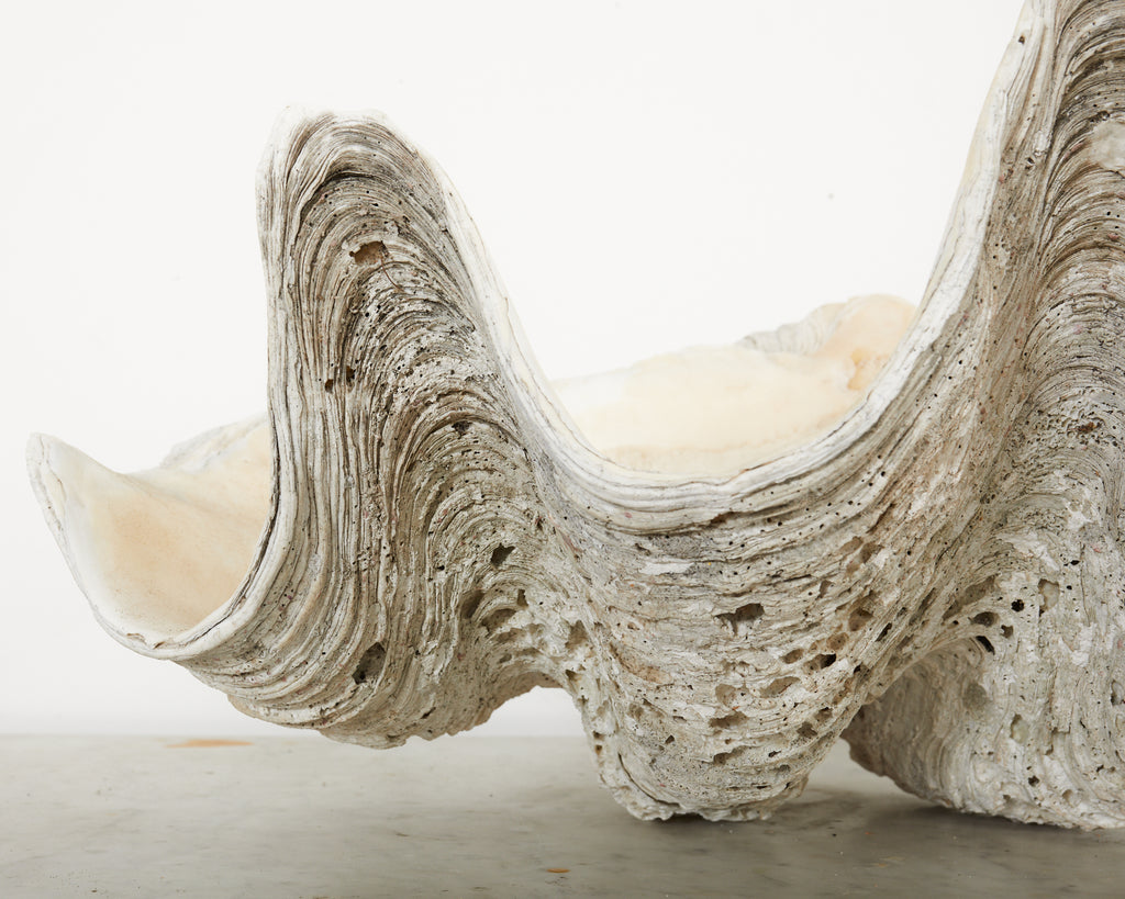 Large Natural South Pacific Giant Clam Shell Specimen – Erin Lane