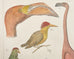 Albertus Seba Pair Hand Colored Ornithological Bird Prints