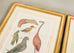Albertus Seba Pair Hand Colored Ornithological Bird Prints