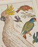 Albertus Seba Pair Hand Colored Ornithological Bird Prints
