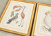 Albertus Seba Pair Hand Colored Ornithological Bird Prints