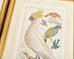 Albertus Seba Pair Hand Colored Ornithological Bird Prints