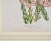 Set of Nine Botanical Lithograph Prints after Louis Van Houtte