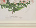 Set of Nine Botanical Lithograph Prints after Louis Van Houtte